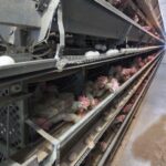 Птахофабрику з Донеччини перезапустили у Вінницькій області