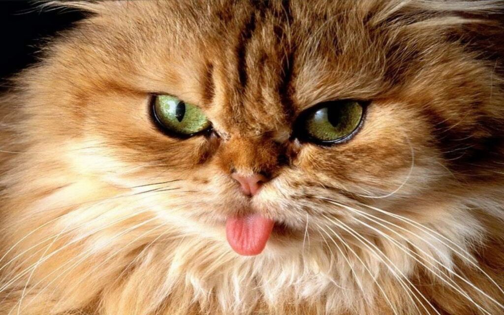 корм для котов