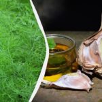 Без сушіння та заморожування: 2 способи заготівлі кропу на зиму, про які мало хто знає