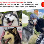 Берта знайшла щастя: історія Вінницького муніципального притулку для тварин