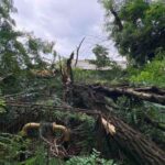Негода на Вінниччині: дерева пошкодили газові мережі у трьох районах