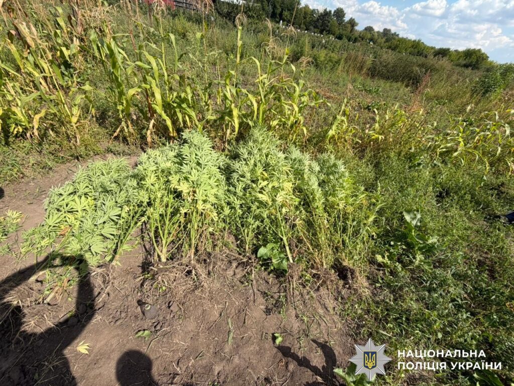 Вінницькі Правоохоронці: Понад 1.5 кг Конопель та Наркотична Речовина Вилучені.