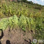Вінницькі Правоохоронці: Понад 1.5 кг Конопель та Наркотична Речовина Вилучені.