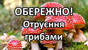 Отруєння грибами на Вінниччині: четверо постраждалих з початку осені.